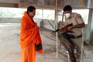 protection of a peacock in Mangaluru