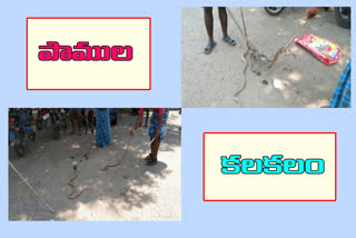 snakes-in-pellakooru-tahsildars-office-nellore-district