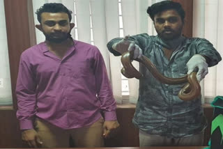 CCB BengaLuru  arrested  sell two headed snake  headed snake  ഇരുതല  രണ്ടുപേര്‍ അറസ്റ്റില്‍  പാമ്പ്  ബംഗളൂരു