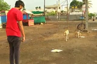 MLA Son given food to street dog at Vijayapura