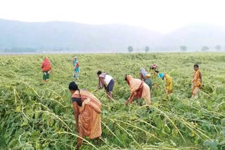 Sunflower cultivation was destroyed in the rainstrom in deoghar