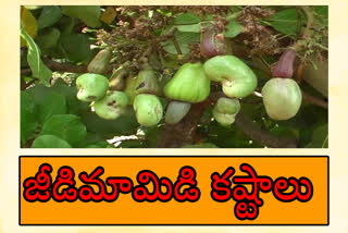 cashew apple farmers problems at vizianagaram