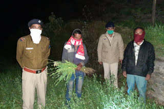 Police destroyed opium cultivatio