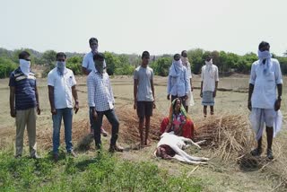 leopard attack on  Veal in vikarabad district