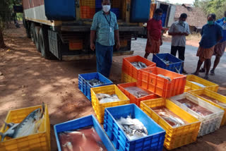 Ten tons of stale fish were caught  പത്ത്‌ ടൺ  പഴകിയ മത്സ്യം പിടികൂടി  കാസർകോട് വാർത്ത  kasargod news
