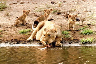 Gujarat: Asiatic lions census deferred due to lockdown