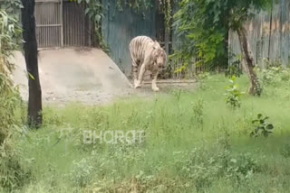 white tiger dies in Delhi Zoo