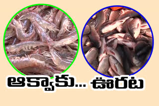 aqua Officers advised to fishermen for not worrying for corona lockdown in nellore