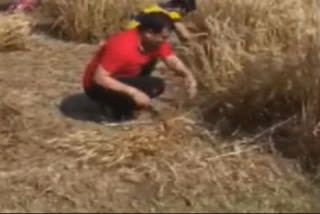 BJP MLA Nandkishore Gurjar harvesting crops