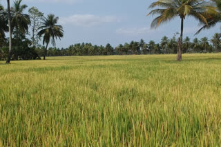 due to lack of machinery Farmers  left the paddy crop at east godavari