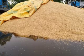 Wheat gets wet due to rain in sirsa