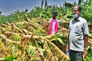 rain-destroyed-banana-crop-in-yadagiri-ashanala