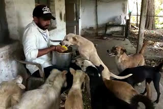 youngster feedding food to dogs in ambarnath