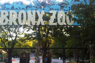 bronx zoo