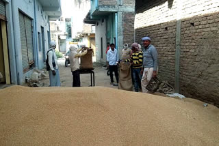 traders are exploiting farmers by purchasing wheat in non reasonable price in gwalior