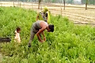 jhalawar news  manoharathana news  cultivation of flowers  cultivation of vegetables  flowers and vegetables worsens