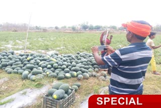 Online watermelon sold for the first time in Hazaribag