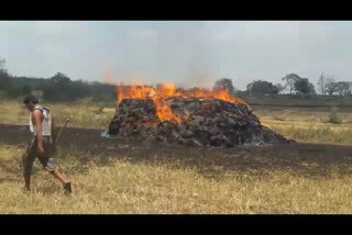 100 quintal standing wheat crop due to fire in the field