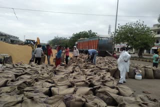 How much mustard and wheat procured in which grain market of Jhajjar district