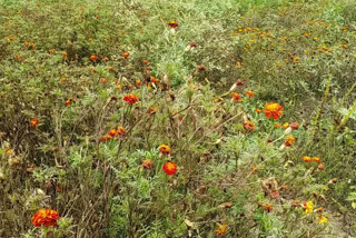 young farmers cultivating marigold flowers