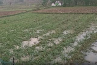 Havy rain destroy homes and farms in rairangpur