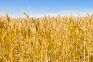 wheat crop in kangra