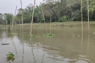 Fish selling problem in Assam