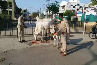 A police staff fed animals besides on duty