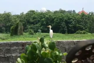 Pathanamthitta District Animal Husbandry Department  പത്തനംതിട്ട  pathanamthitta  പക്ഷികള്‍ക്ക് ഭക്ഷണം നൽകി