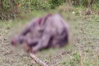 Kajiranga rhino dead body recovered