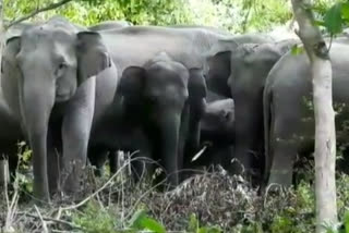 golaghat-elephant-terror