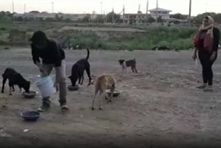 Youngsters in Rewari come to the rescue of hungry street dogs