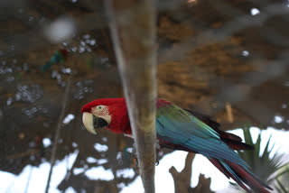 Lack of visitors worries zoos in lockdown in Peru