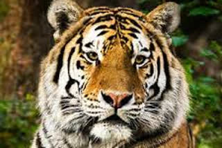 Tigress dies of kidney failure in delhi