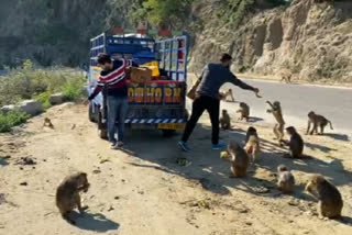 youth feed stray animals in una