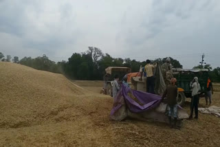 due to Lockdown it difficult for farmers to harvest and manage their crops