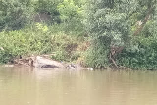 A rare beaver flock was caught in the Bhadra River Bhadra River