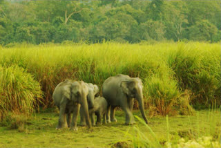 to save animals from floods, qazi ranga national park will be a high point