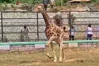 A giraffe arriving at Bannerghatta Zoo between Corona