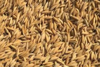 Chhattisgarh Kisan Sabha demanded withdrawal of increase in paddy seed prices in raipur
