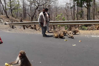 Food being provided to the destitute animals in the social lockdown of Raisen district