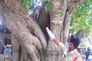 The cop helped the monkeys at jagtial