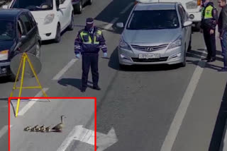 Russia police help family of ducks cross road