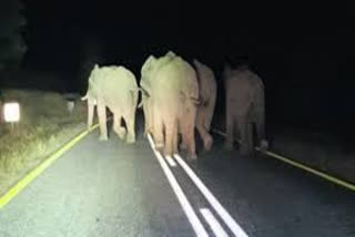 An elephant walks on the empty  streets