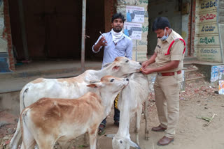 jaggampet ci ramababu feed banans to cows in east godavari district