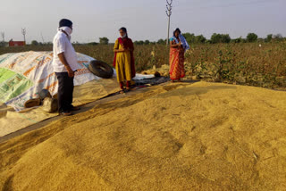 The grain was drenched due to sudden rain in Warangal