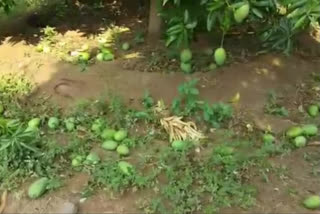 the threat of rain damage mango trees