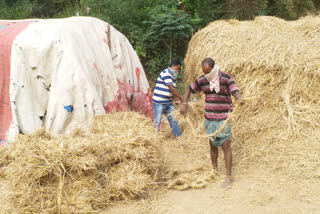 fodder scarcity in vizag city