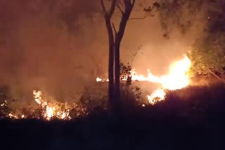 fire accident in eucalyptus farm