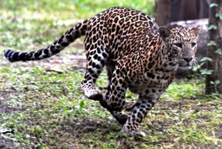 Guj: Leopard mauls man to death in Junagadh forest  ഗുജറാത്തിൽ പുള്ളിപ്പുലി ആക്രമണത്തിൽ ഒരാൾ മരിച്ചു\  പുള്ളിപ്പുലി